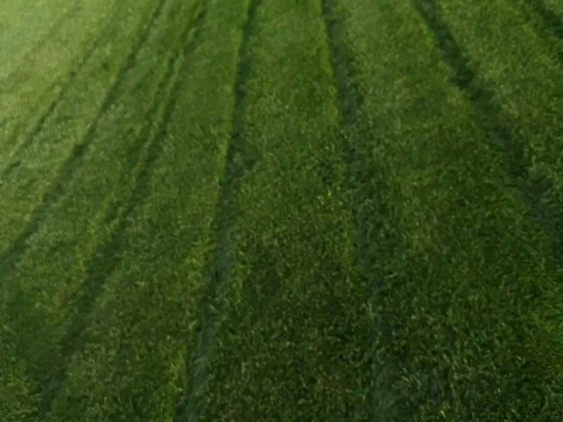 Realizacja ogrodu Tarnów 1