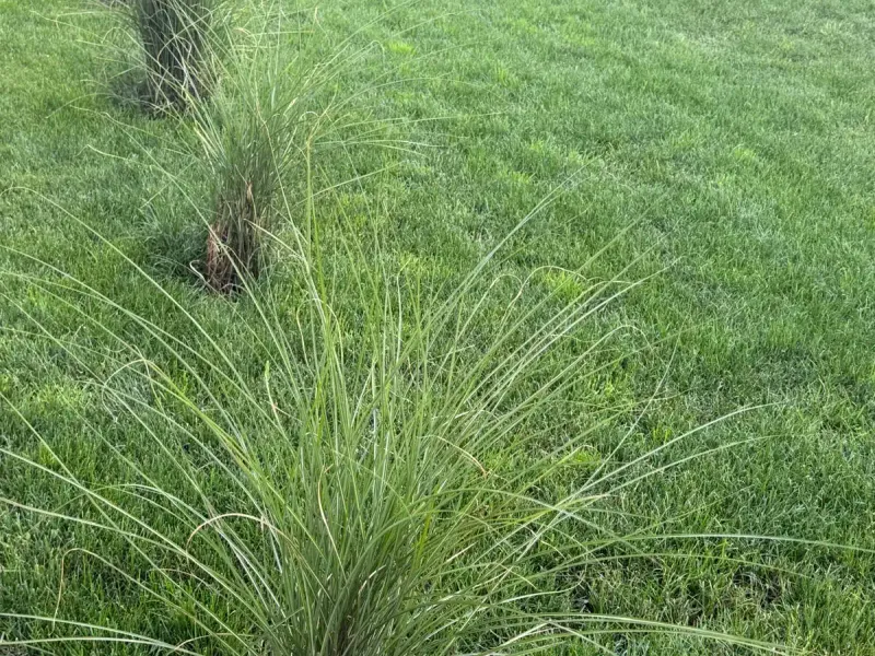 Realizacja ogrodu 11