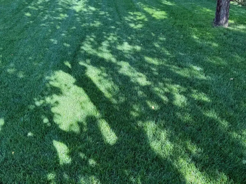 Realizacja ogrodu 15