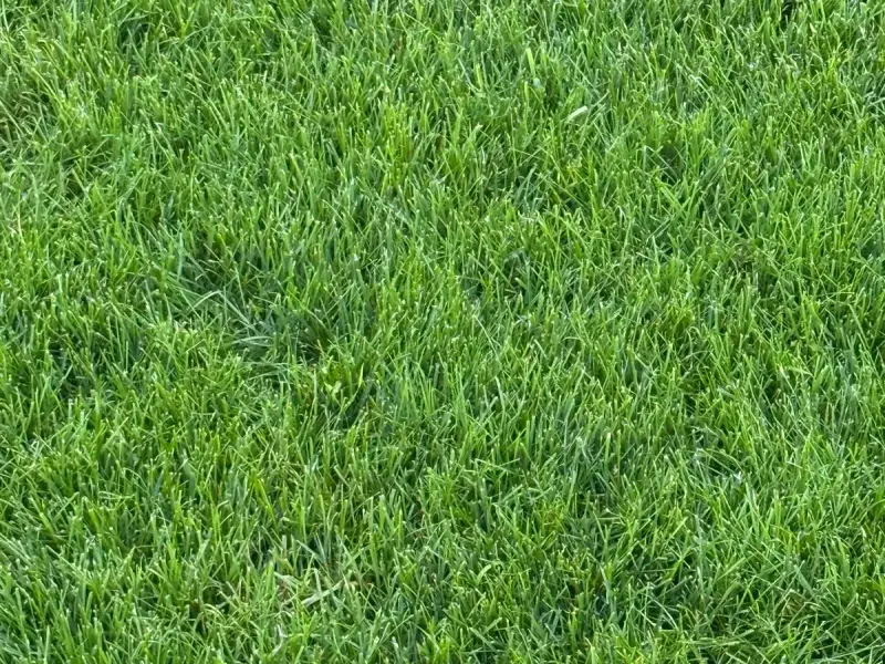 Realizacja ogrodu Tarnów 16
