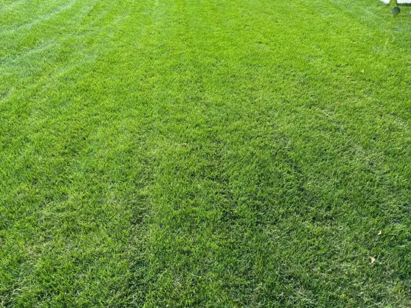 Realizacja ogrodu Tarnów 6